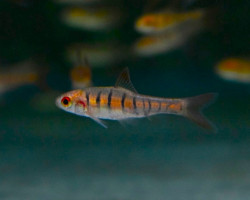 Enteromius Fasciolatus L