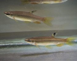 Pyrrhulina Australis M