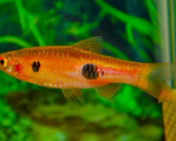 Rasbora Kalochroma S/M