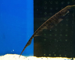 Rhamphichthys Rostratus L