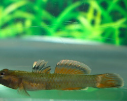 Rhinogobius Sp.1 M