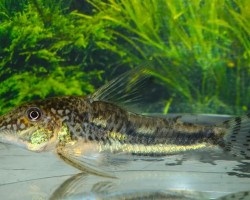 Scleromystax Kronei L