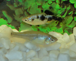 Skiffia Multipunctata M