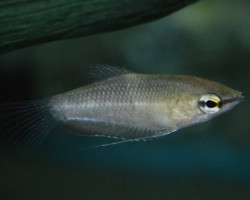 Sphaerichthys Acrostoma L