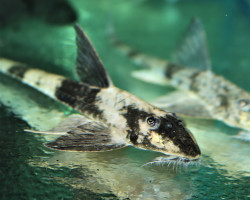 Spatuloricaria Sp.Black White Peru Xl