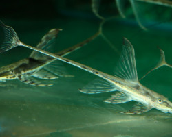 Sturisomatichthys Aureus L