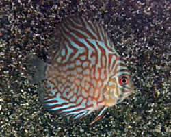 S. Aequifasciatus Tiger Turquoise S