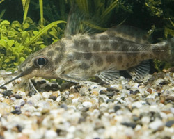 Synodontis Alberti M