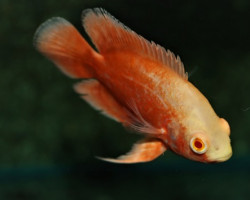 Astronotus Ocellatus Orange M