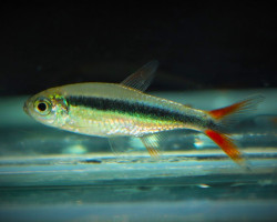 Thayeria Sp. Rio Teles Pires L