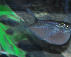 Thoracocharax Stellatus L