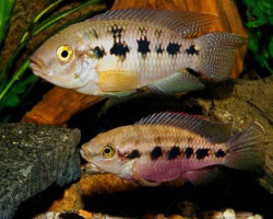Thysochromis Ansorgii M