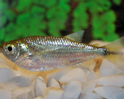 Triportheus Angulatus L