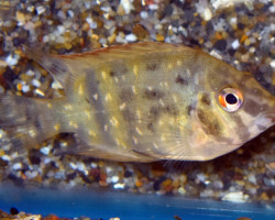 Uaru Fernandezyepezi S/M