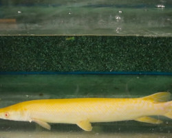 Atractosteus Spatula Xantic A-Grade L