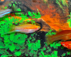 Xipho. Helleri Mix M