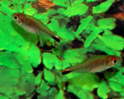 Axelrodia Stigmatias S