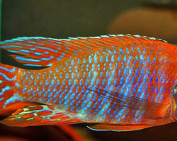 Aulonocara Rubescens L