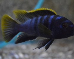 Labidochromis Sp. Mbamba S