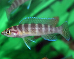 Neolamprologus Cylindricus L