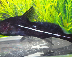 Bagrichthys Hypselopterus S/M