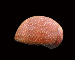 Clithon Sowerbianum "Pink Lady" S