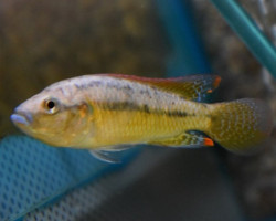 Pseudocrenilabrus Philander  S