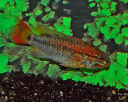 Apistogramma Macm. Red Mask Solo Maschi L