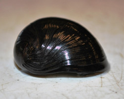 Neritina Pulligera S