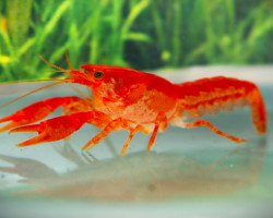 Cambarellus Patzcuarensis S