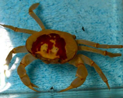 Metasesarma Obesum M