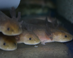 Ambystoma Mexicanum  (Eu-Bred) L