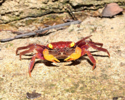 Geosesarma Sp. Iron Fist M