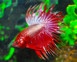 Betta Splendens Dragon Crowntail Maschio Xl
