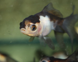 Car. Aur. Lionhead Panda 5/6