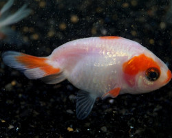 Car. Aur. Ranchu Sakura 10/12