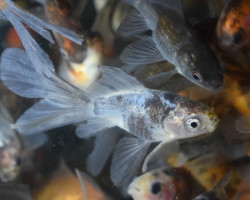 Car. Auratus Bristol Shubunkin 16/20