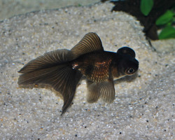 Car. Aur. Butterfly Black 6/7