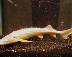 A. Ruthenus Albino (Eu-Bred) 25/30