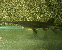 Polyodon Spathula 30/40