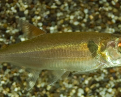 Acestrorhynchus Falcatus Xl