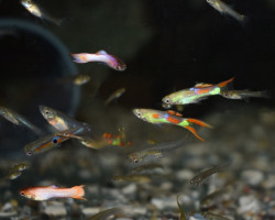 Poec. Wingei Mixed (Machi E Femmine) M/L