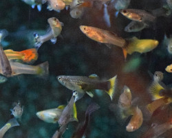 Guppy Magenta Grass Maschio S/M