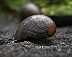 Neritina Militari Snail 2-2,5