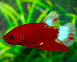 Betta Sp. Plakat Hellboy Red Maschio L