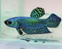 Betta Sp. Plakat Alien Green Maschio L