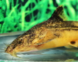 Acrochordonichthys Rugosus M