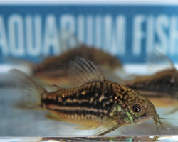 Corydoras Undulatus L