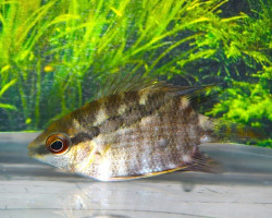 Mesonauta Egregius S