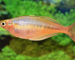 Chilatherina Bleheri S/M